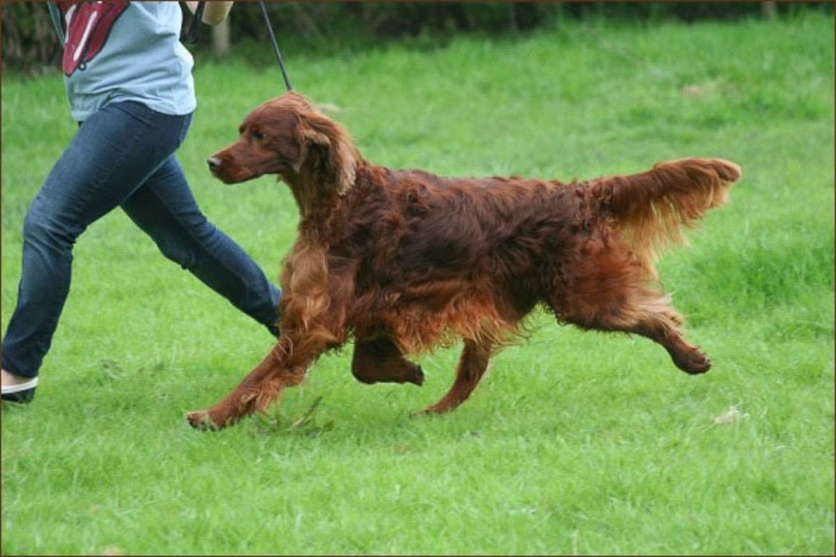 PHOTO: Irish Red Setter Thendara Satisfaction, known as Jagger runs in this undated image, made available from Oakdene.Be on March 9, 2015.