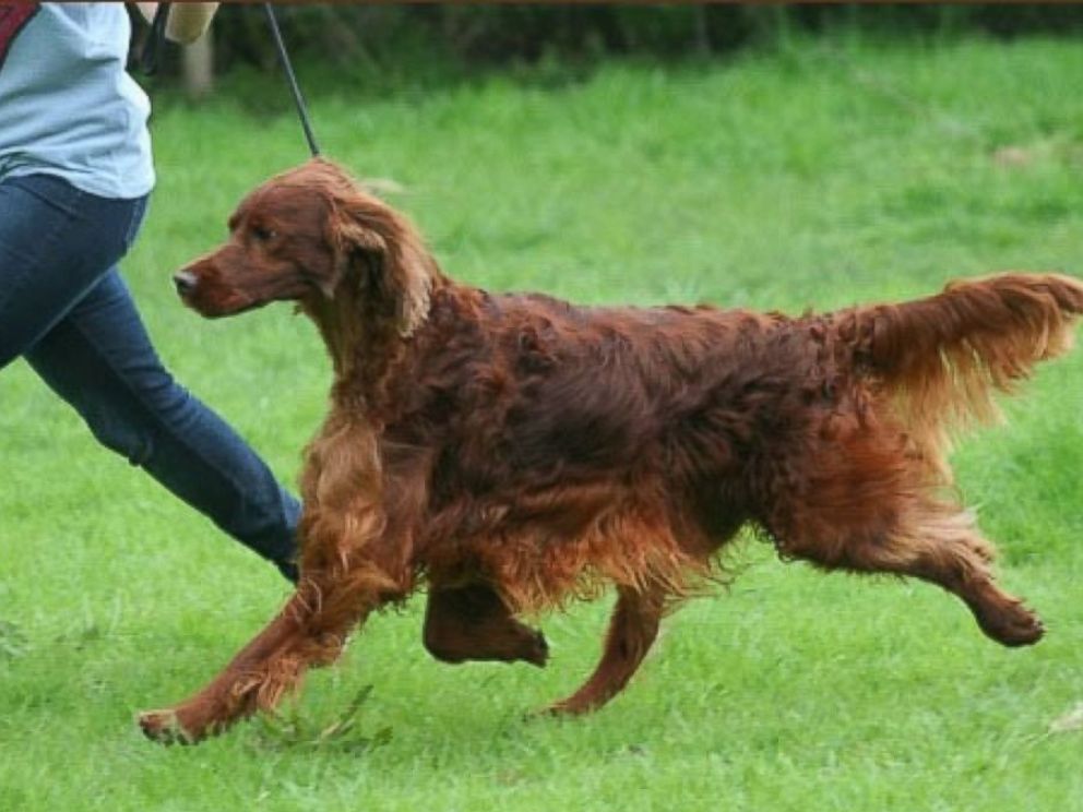 PHOTO: Irish Red Setter Thendara Satisfaction, known as Jagger runs in this undated image, made available from Oakdene.Be on March 9, 2015.