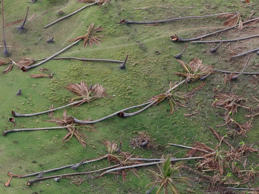 PHOTO: Coconut palms toppled by Hurricane Matthew lay in the countryside near Jeremie, southwestern Haiti, Oct. 14, 2016.