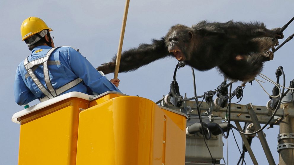 Cha Cha the Chimp Leads Police on Merry Dance After Dramatic