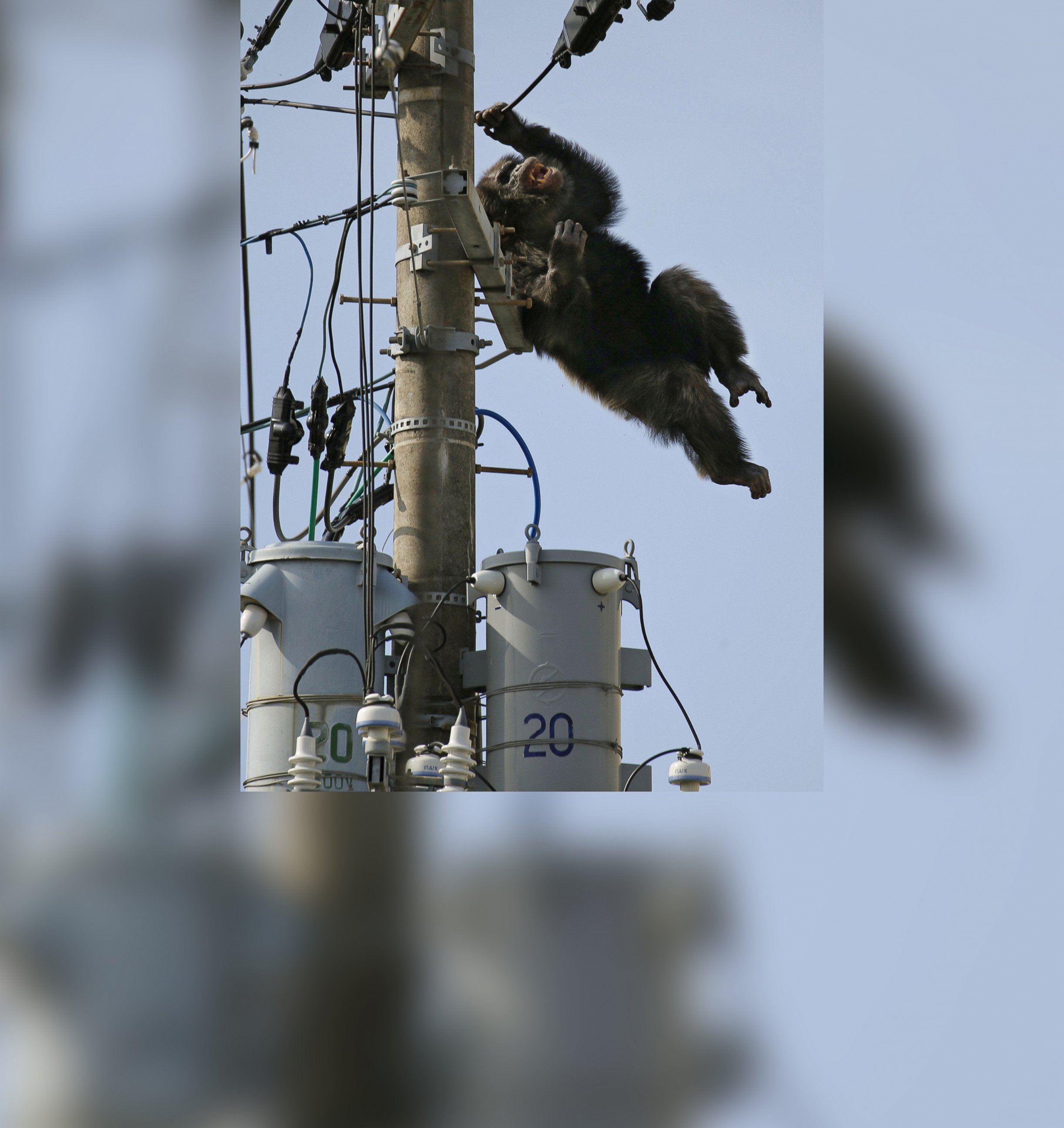 PHOTO: Chacha, the male chimp, falls off an electric pole, after being hit by a sedative arrow in Sendai, northern Japan, April 14, 2016.