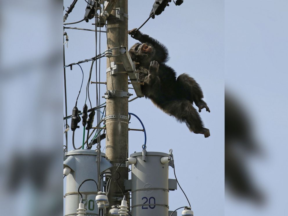 PHOTO: Chacha, the male chimp, falls off an electric pole, after being hit by a sedative arrow in Sendai, northern Japan, April 14, 2016.