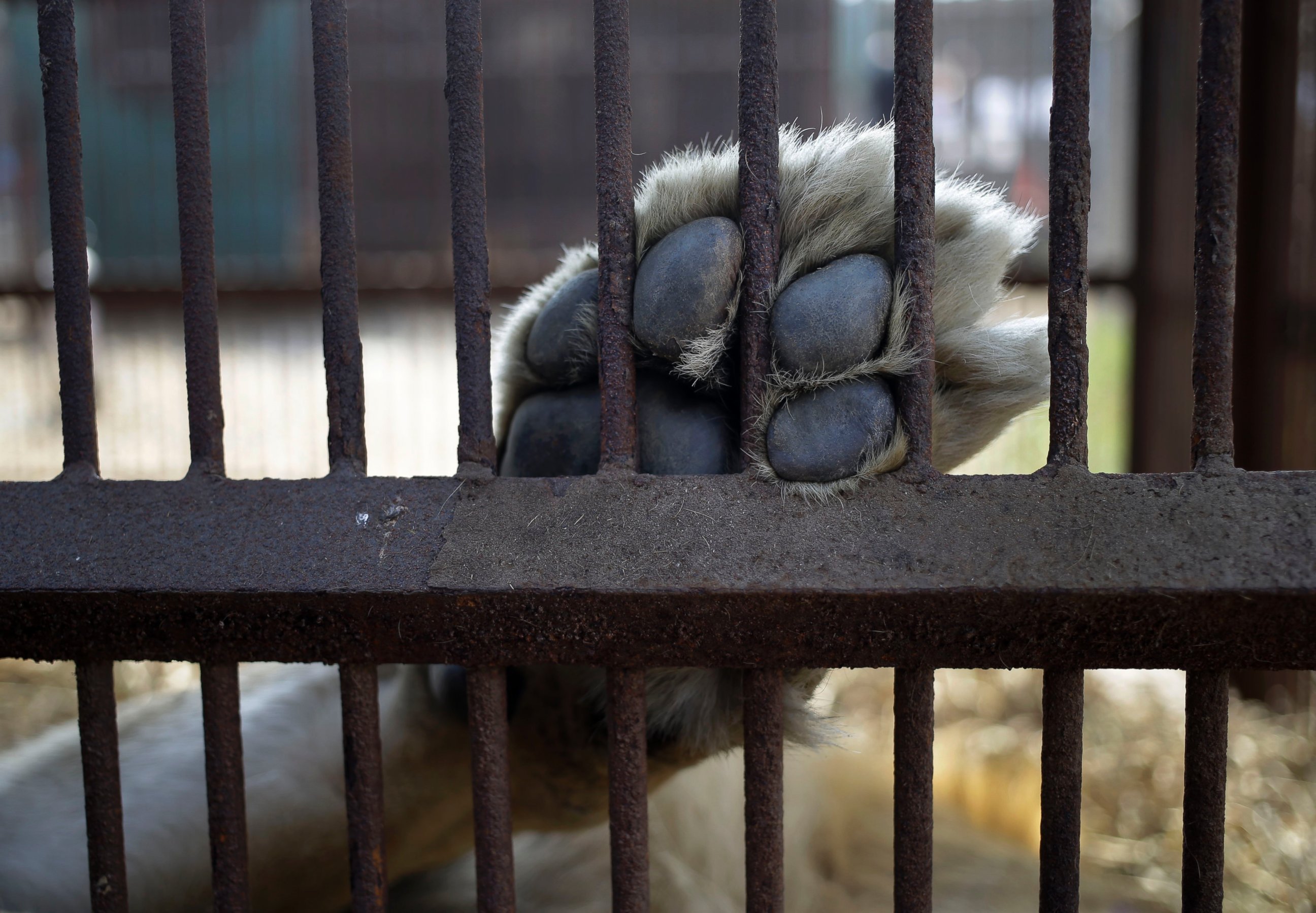 PHOTO: A former circus lion rests inside a cage located in the outskirts of Lima, Peru, Tuesday, April 26, 2016.