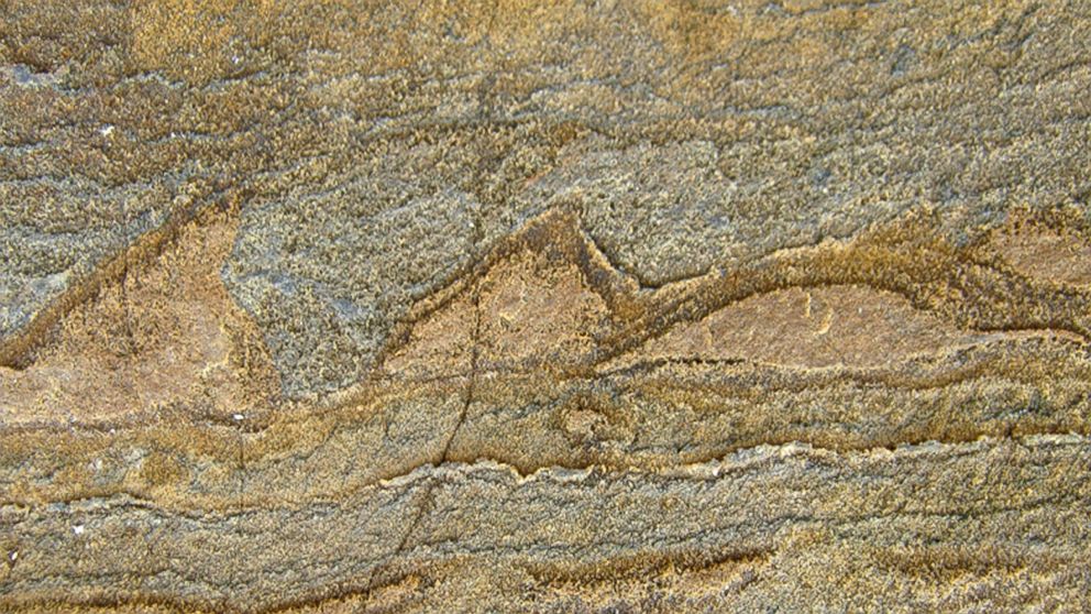 Oldest Fossil Ever Discovered Significantly Extends Estimated Age Of   Ap Oldest Fossil 01 Jc 160831 16x9 992 