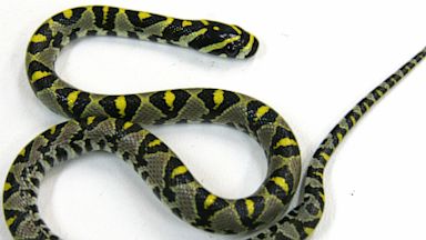 PHOTO: Snake found on Qantas airline flight
