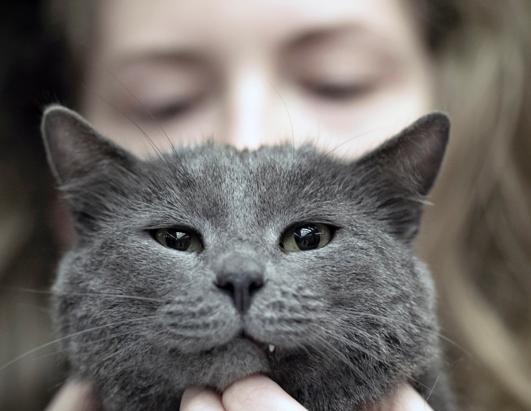 More Than 200 Cats Enter International Feline Beauty Competition ...