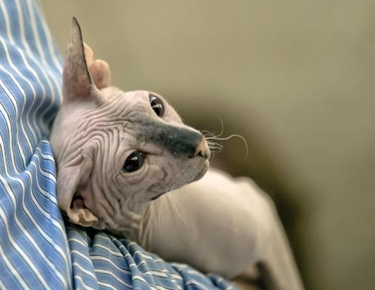 More Than 200 Cats Enter International Feline Beauty Competition ...