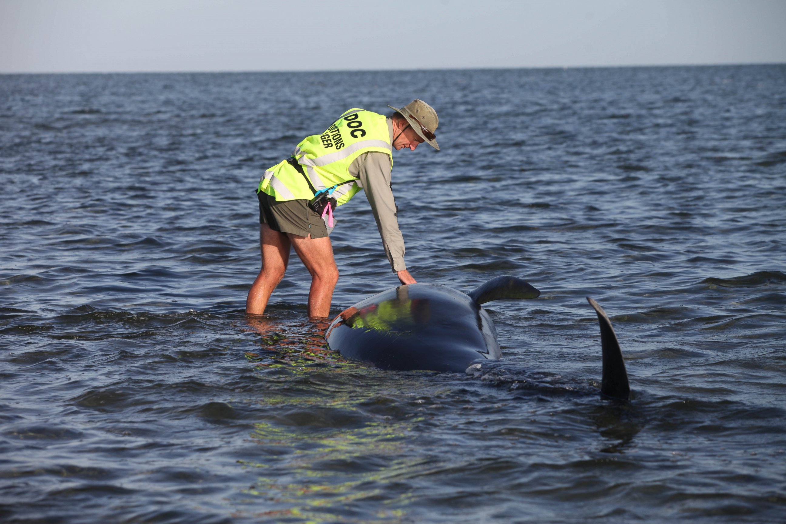 PHOTO: A Department of Conservation worker tends to a whale stranded on Farewell Spit, a famous spot for whale beachings, in Golden Bay on New Zealand's South Island, on Feb. 13, 2015.