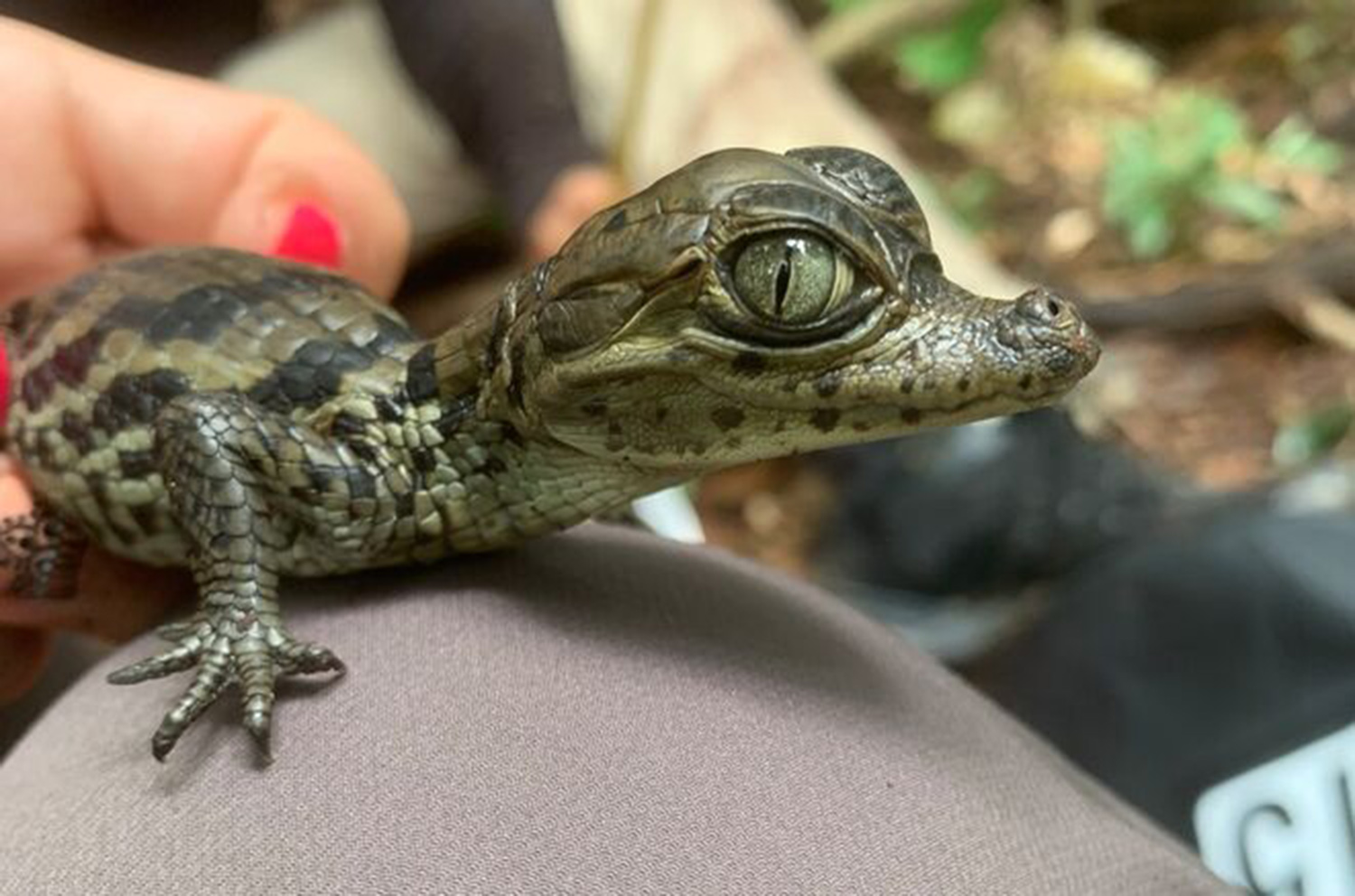 PHOTO: An Apaporis Caiman hatchling discovered in southern Colombia is held by a researcher in an undated handout photo.