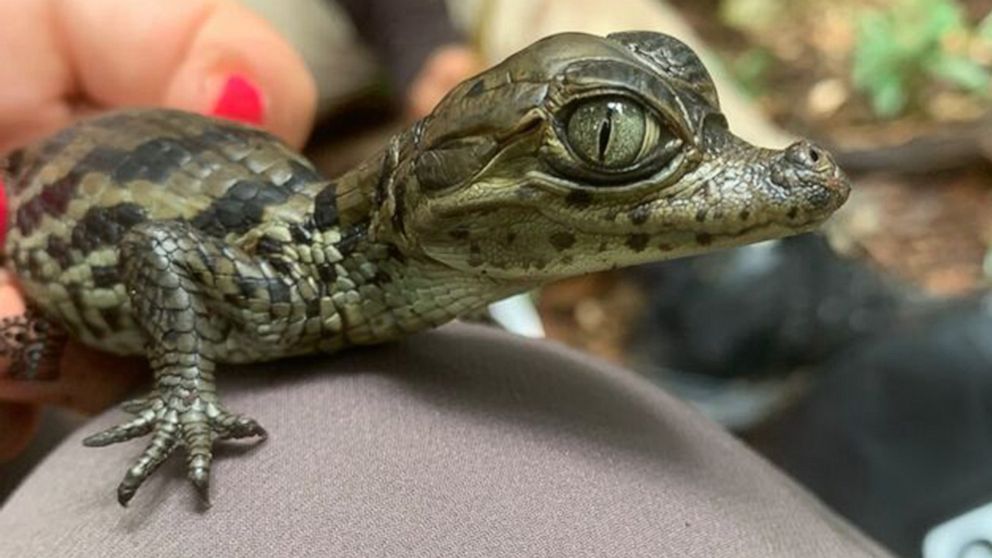 PHOTO: An Apaporis Caiman hatchling discovered in southern Colombia is held by a researcher in an undated handout photo.