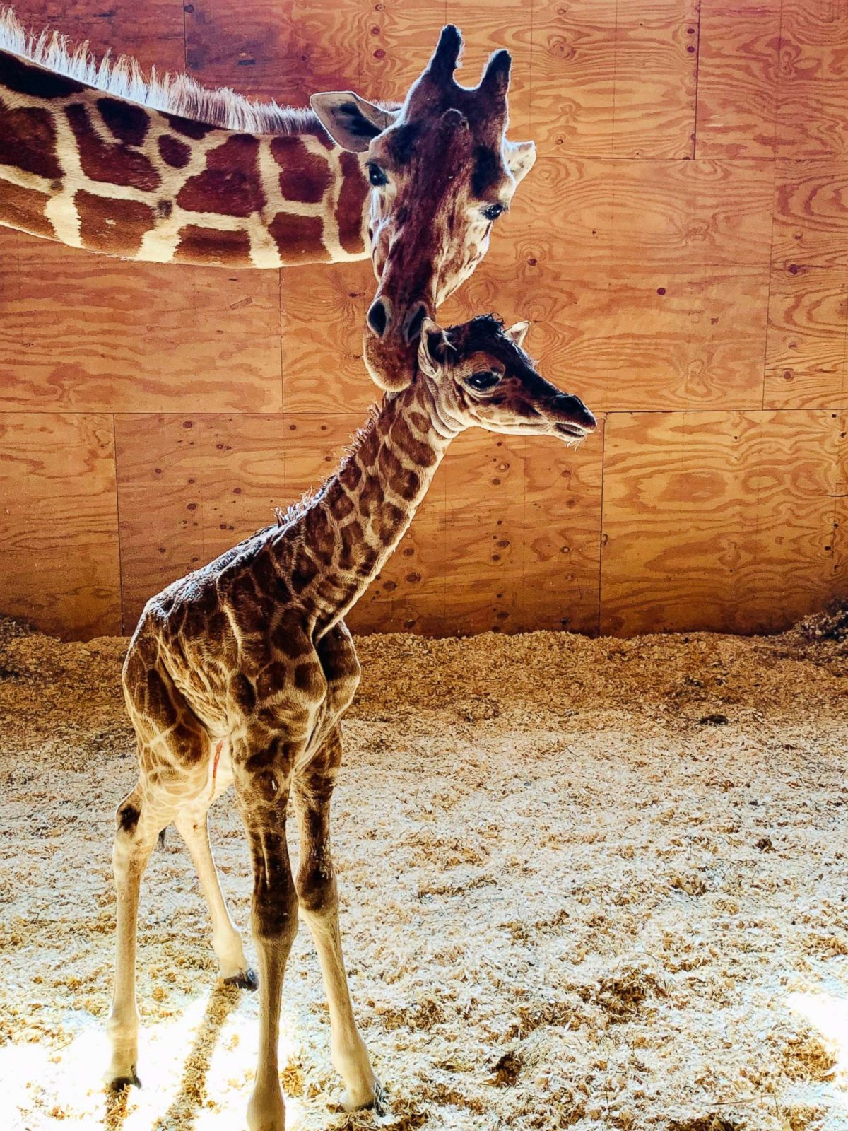 April the giraffe gives birth to a calf