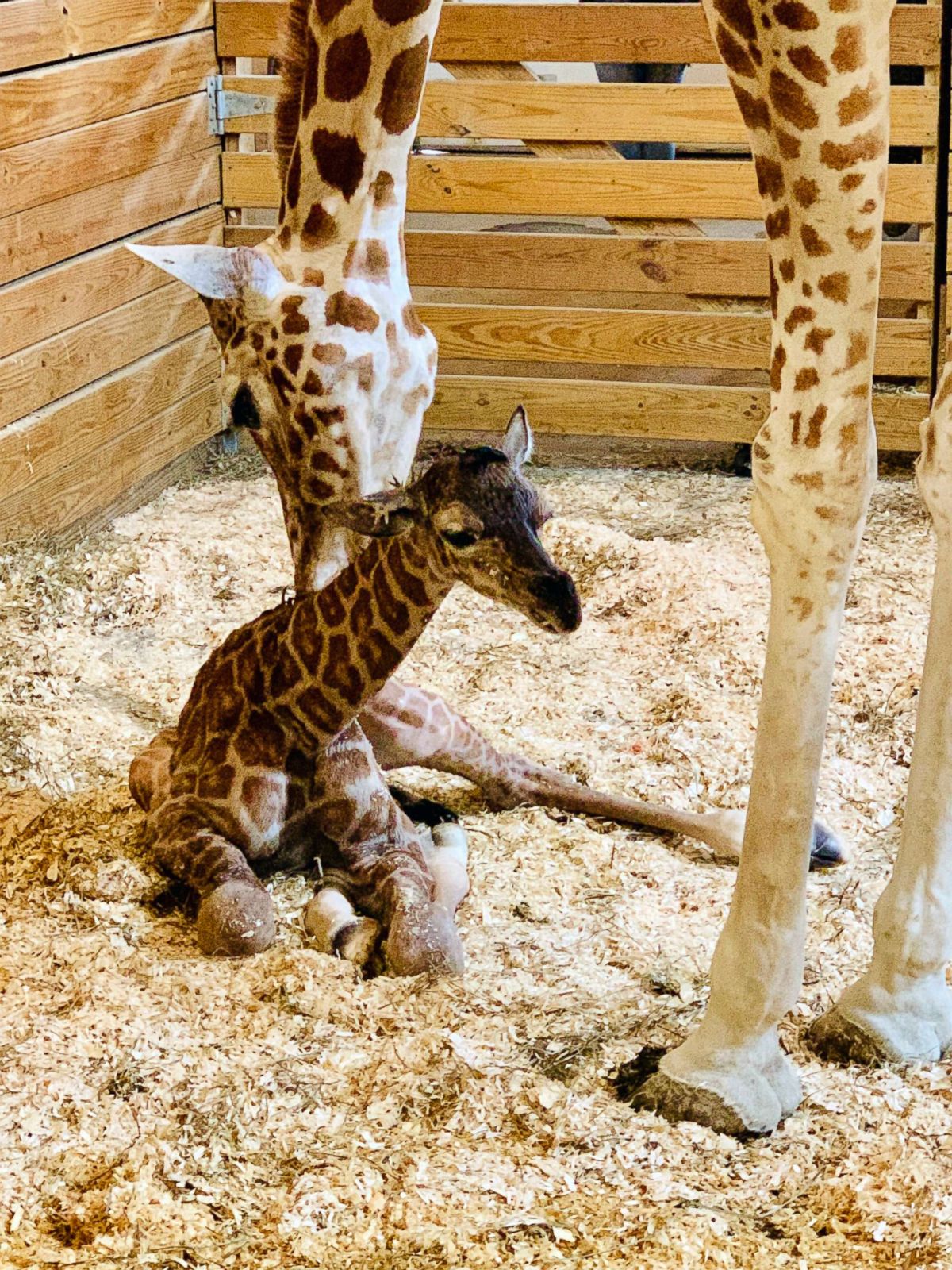 April the giraffe gives birth to a calf