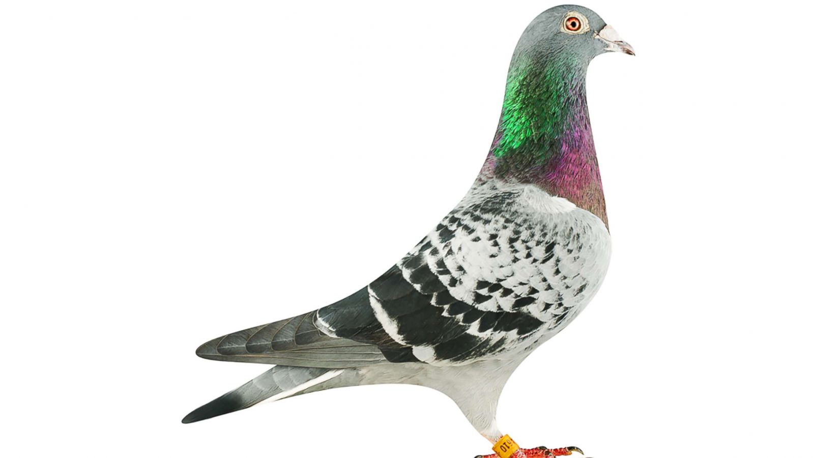 STL file Pigeon - Cake topper・3D printing idea to download・Cults