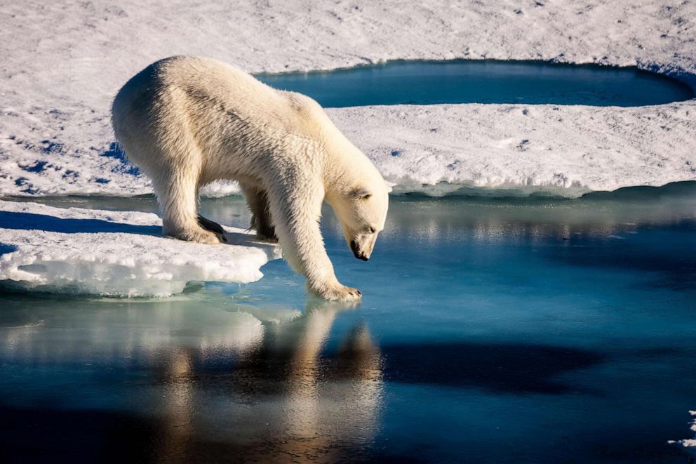 PHOTO: A polar bear tests the strength of thin sea ice in the Arctic, Aug. 22, 2015.