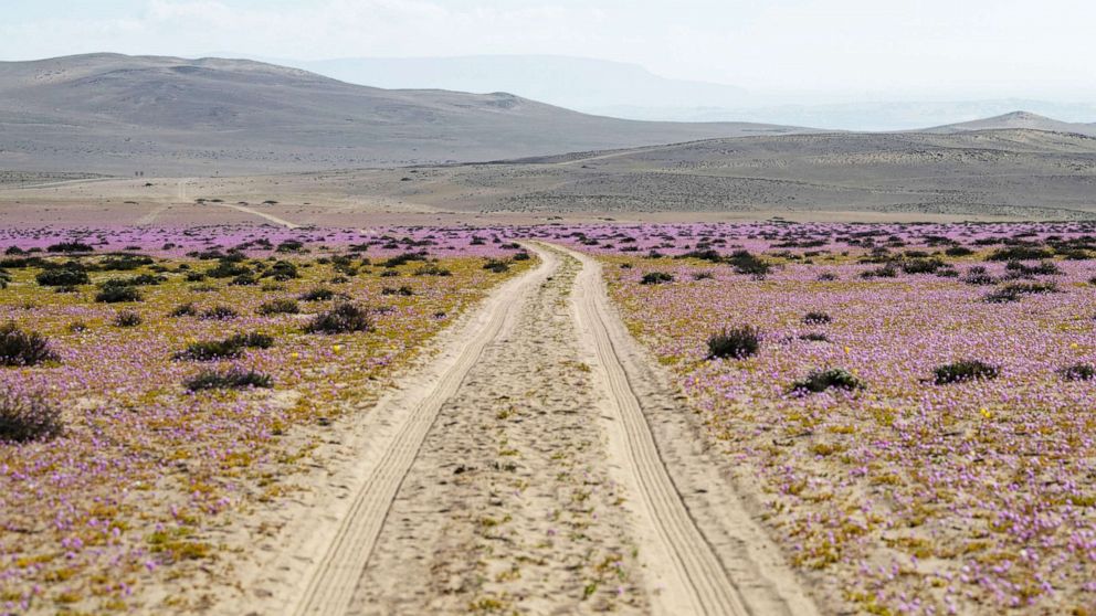 Atacama Desert bursts with color in rare wildflower bloom