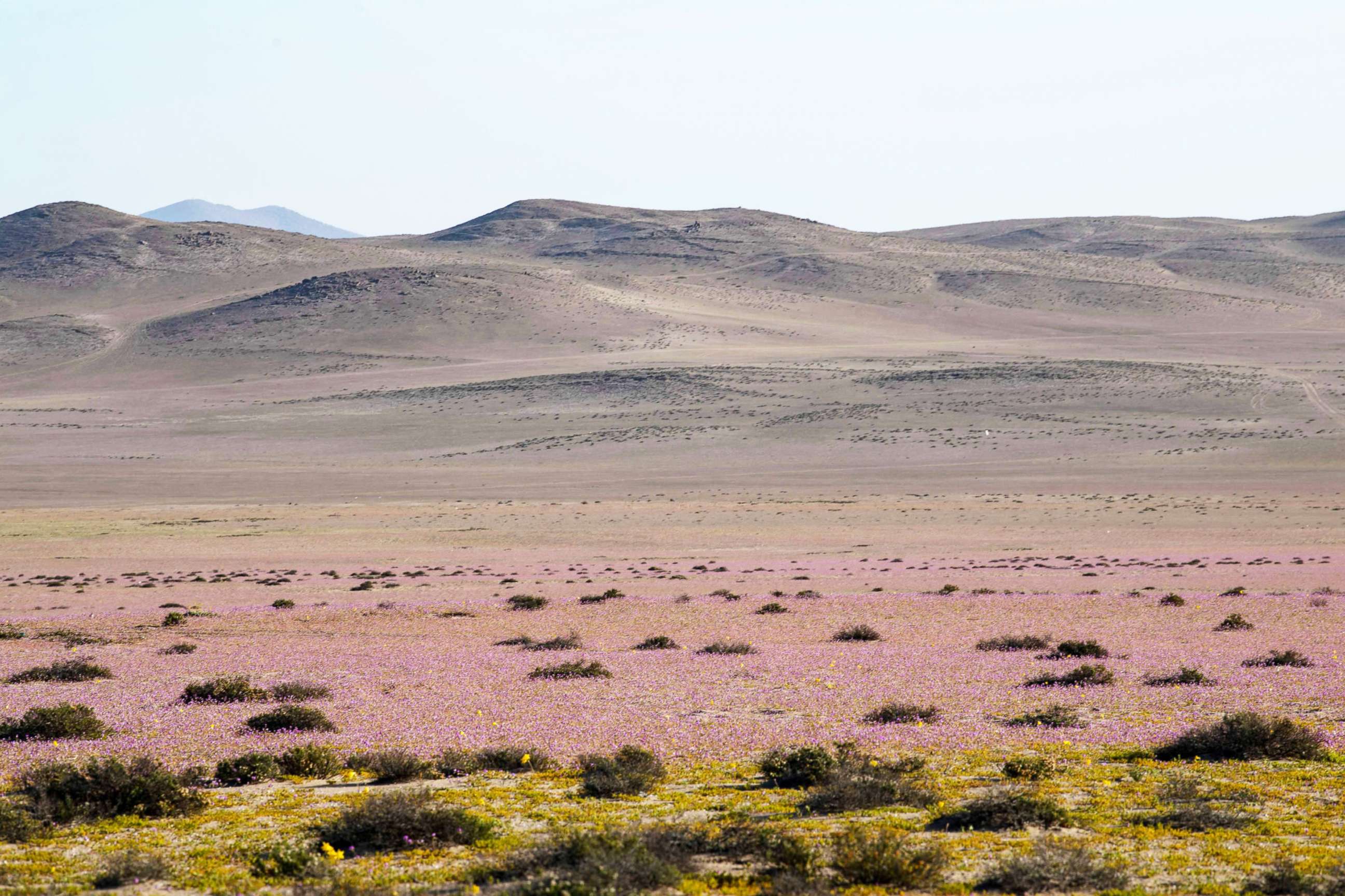 PHOTO: Flowers bloom on the Atacama desert, some 600 km north of Santiago, Chile, on Oct. 13, 2021.