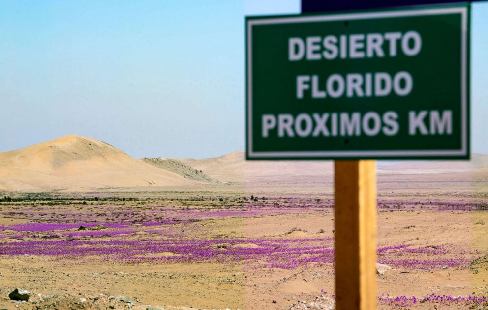 PHOTO: The Atacama desert bloom is shown in Copiapo, Chile, on Oct. 14, 2021. In the Atacama desert, the driest in the world, the phenomenon takes place from northern Vallenar to Copiapo.
