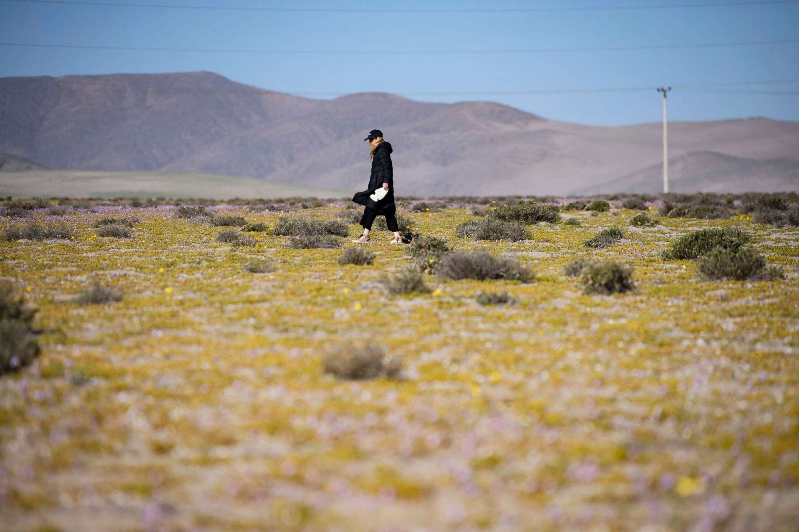 PHOTO: A woman strolls amid flowers blooming on the Atacama desert, some 600 km north of Santiago, Chile, on Oct. 13, 2021.