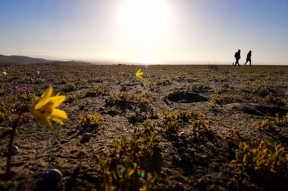 PHOTO: A gigantic mantle of multicolored flowers covers the Atacama Desert, the driest in the world, on Oct. 13, 2021.