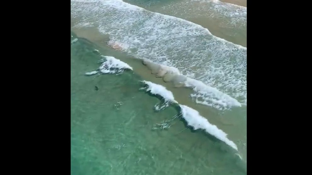 Sharks Spotted Near Beaches In Australia Video Abc News