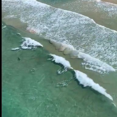 Dozens of sharks were spotted between two beaches in New South Wales, Australia, prompting officials to warn swimmers.