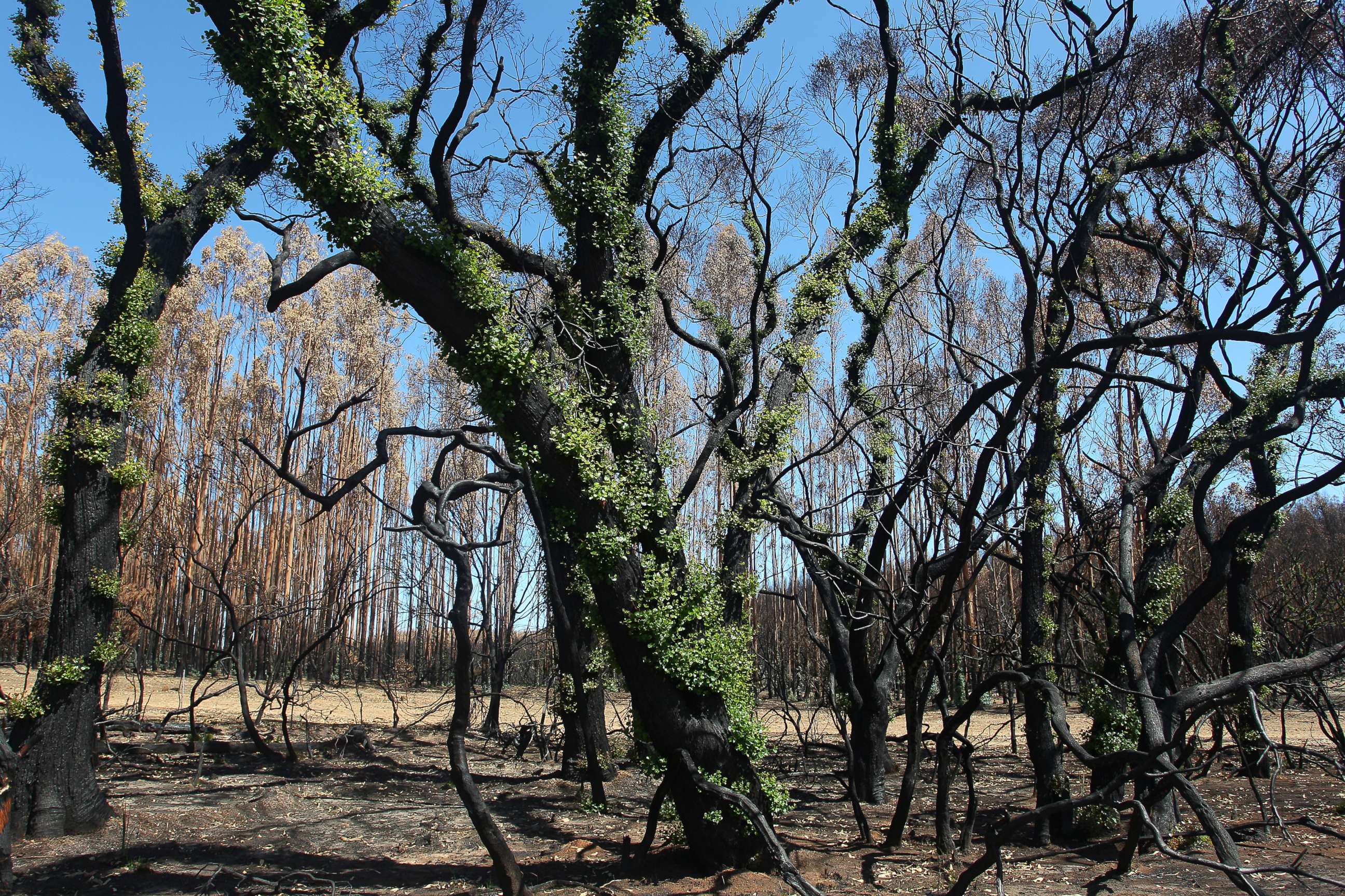 PHOTO: Signs of regrowth are seen from bush fire affected areas, Feb. 23, 2020, in Parndana, Australia.