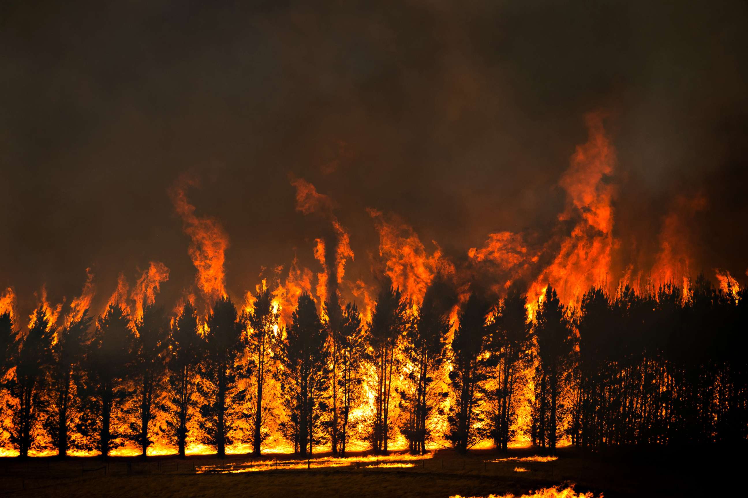 Пожары и т д в. Лесные пожары в Австралии 2019-2020. Глобальное потепление пожары. Пожар леса. Верховой Лесной пожар.