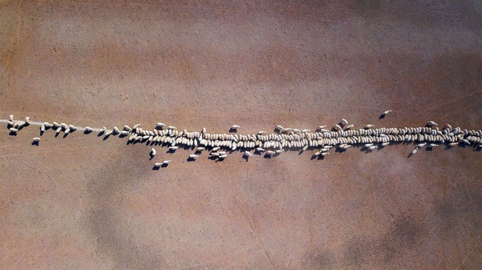PHOTO: Sheeps eat grain dropped in a drought-effected paddock on a property located on the outskirts of Tamworth, in New South Wales, Australia, June 2, 2018.