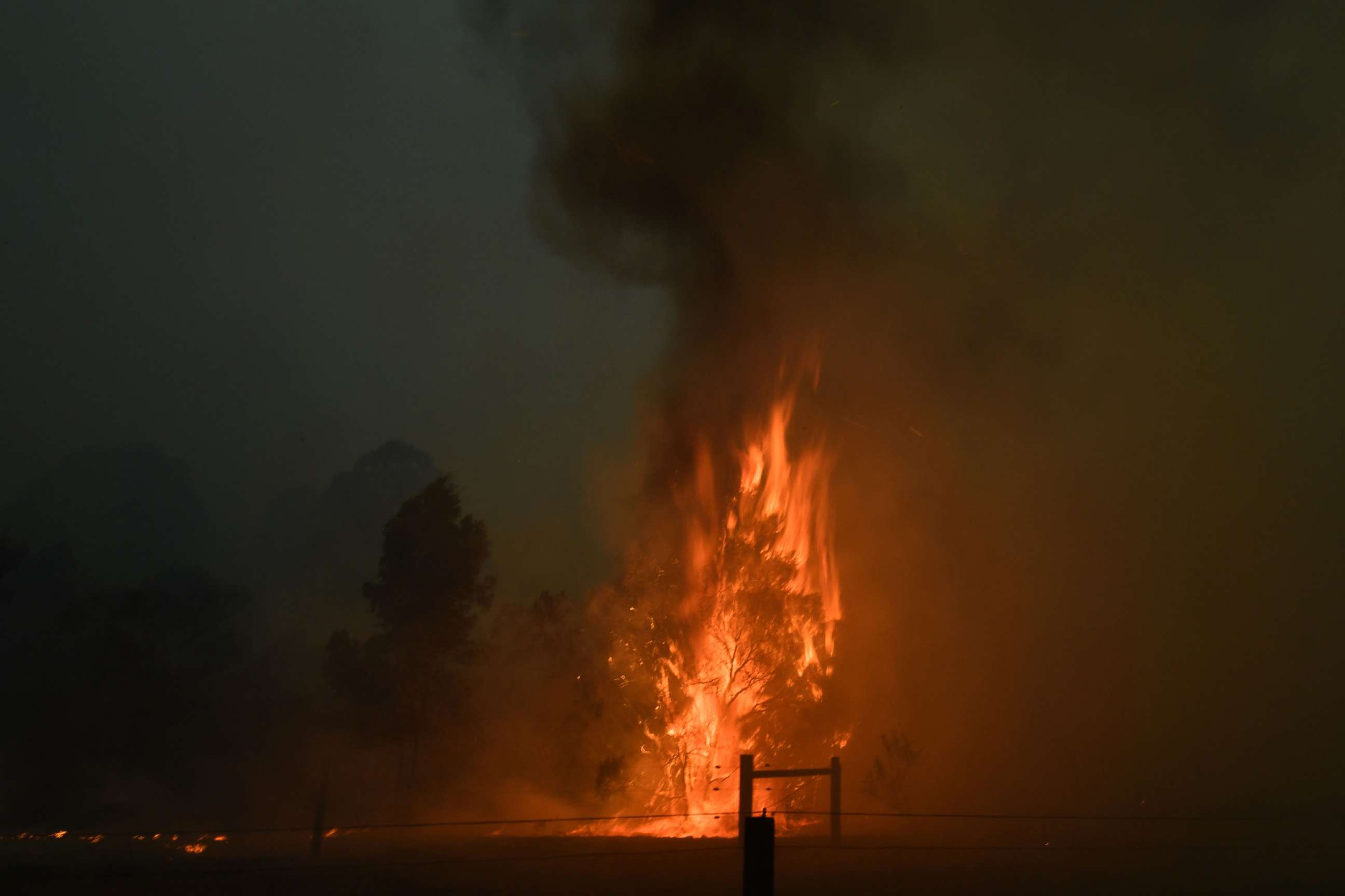 PHOTO: A tree burns on a residential property as bushfires hit the area around the town of Nowra in the Australian state of New South Wales on Dec. 31, 2019.
