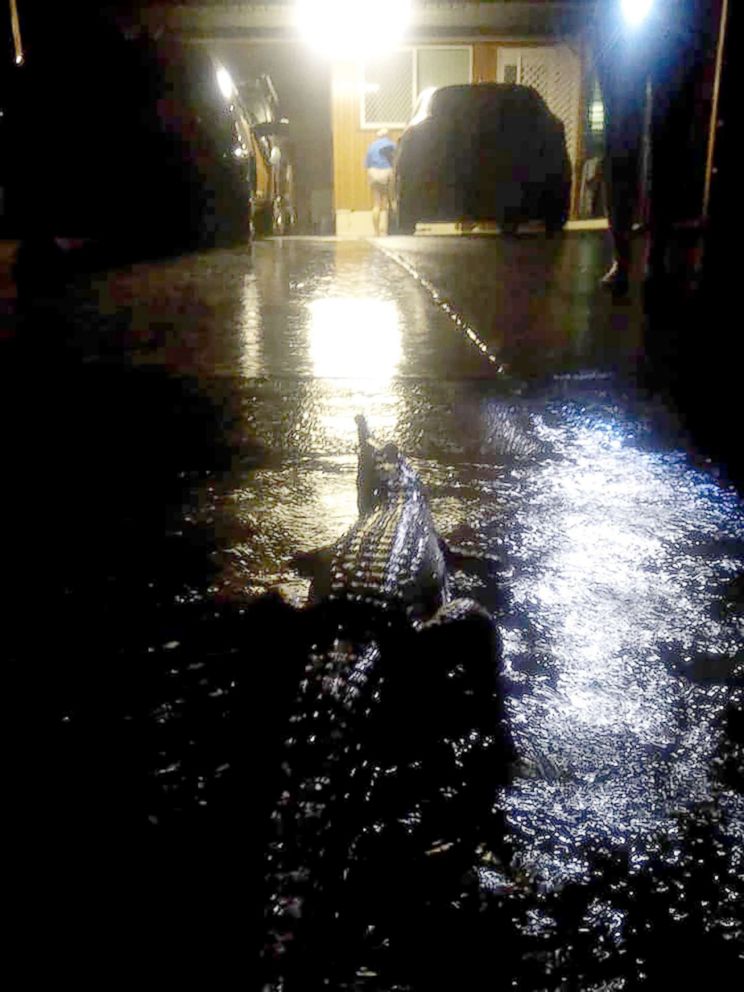 PHOTO: A handout photo taken by Erin Hahn on Feb. 3, 2019 shows a crocodile during the floods in Townsville, Australia.