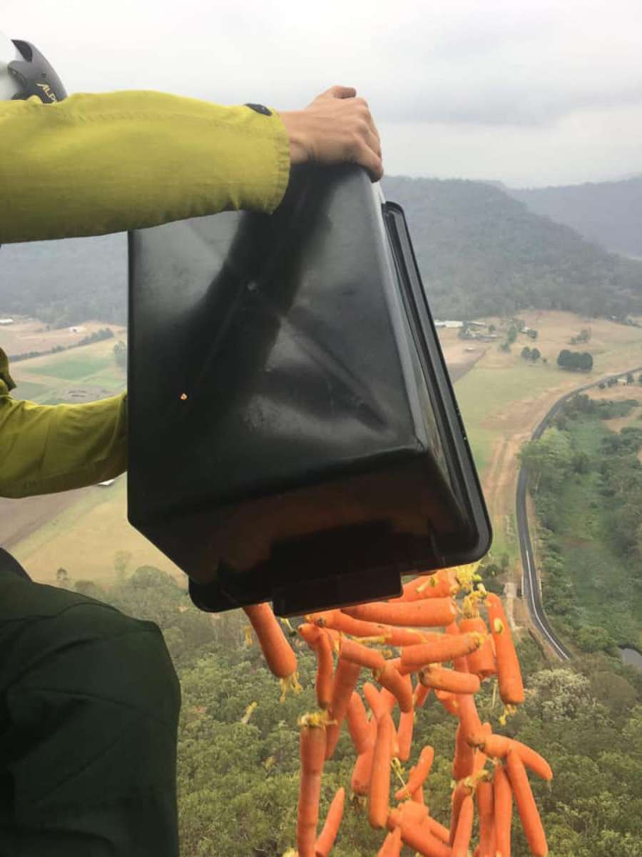 PHOTO: The Australian government dropped carrots and sweet potatoes, Jan. 11, 2020, to feed animals that have been stranded by relentless brush fires.