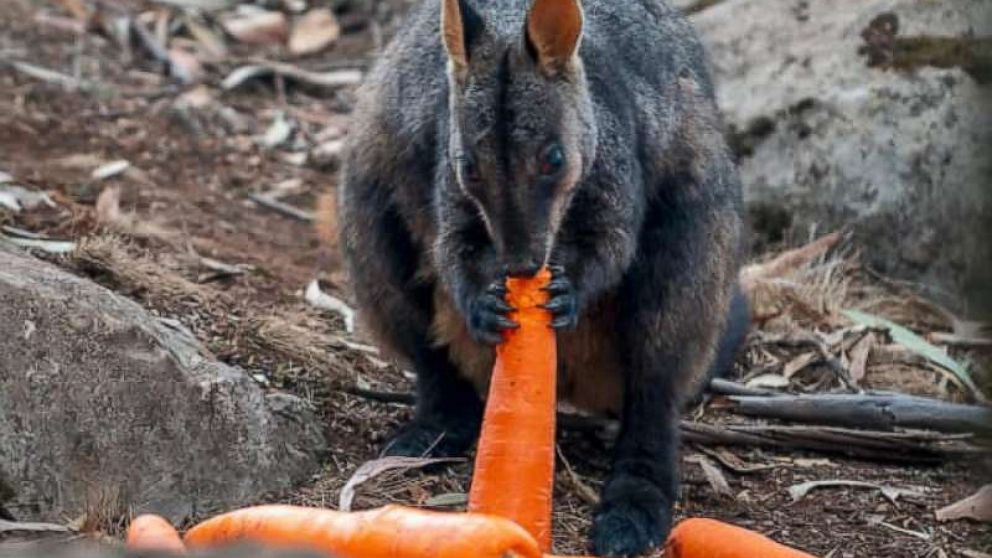 PHOTO: The Australian government dropped carrots and sweet potatoes, Jan. 11, 2020, to feed animals that have been stranded by relentless brush fires.