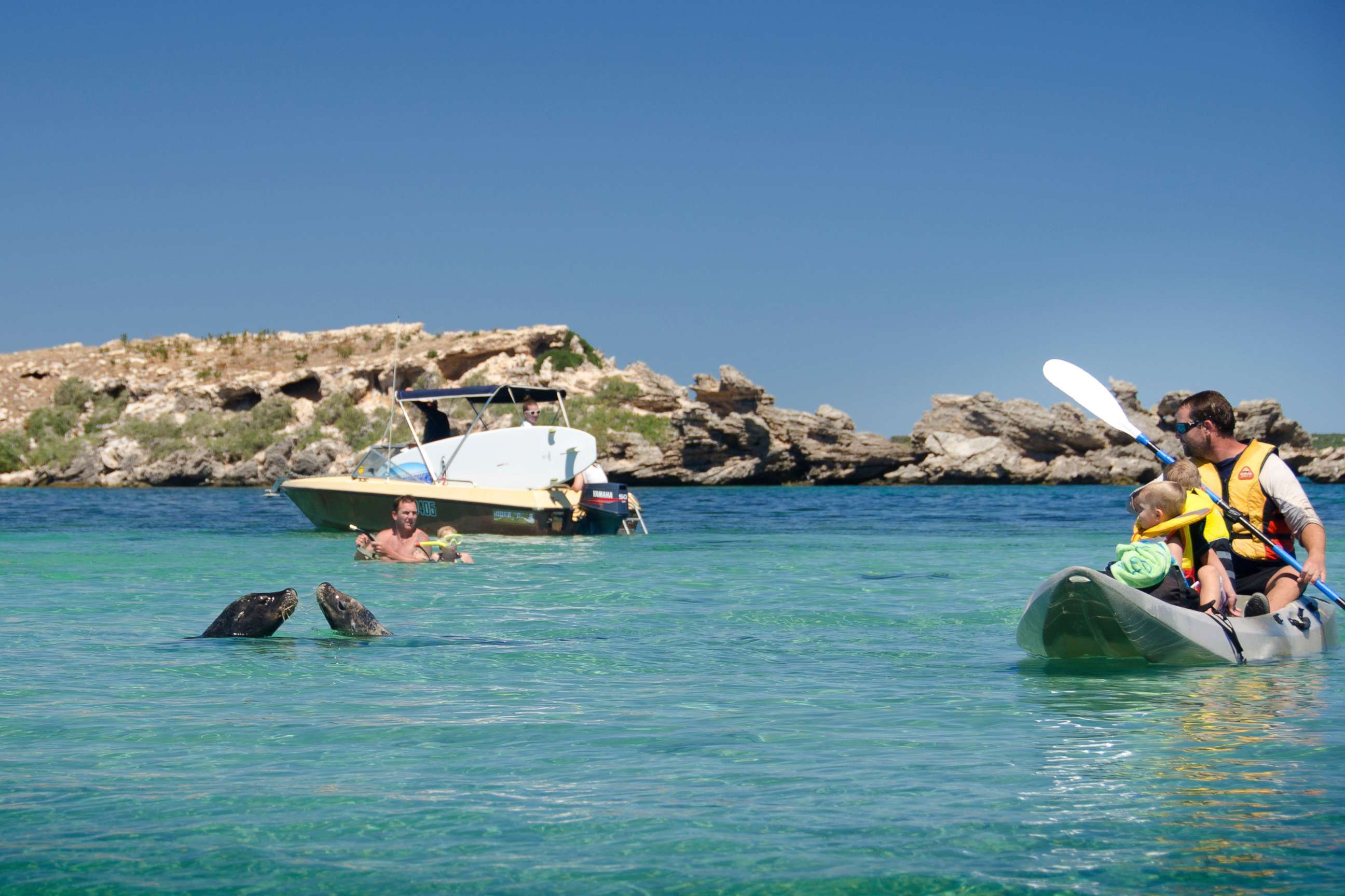 PHOTO: Australian sea lions swim near people in Australia's Shoalwater Islands Marine Park, in 2011.