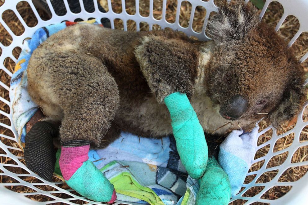 PHOTO: An injured koala rests in a basket at the Kangaroo Island Wildlife Park in the Parndana region on January 8, 2020 on Kangaroo Island, Australia.