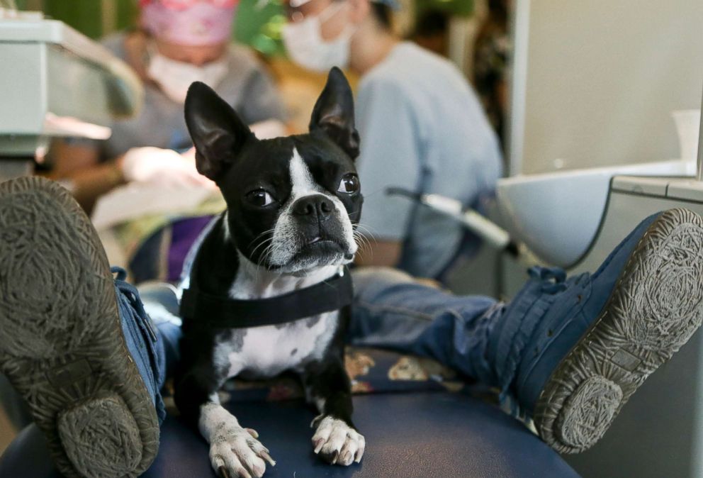 PHOTO: Therapy dog Perry sits between the legs of a young, autistic patient during his dental appointment at the Los Andes University Medical Center on the outskirts of Santiago, Chile, April 28, 2017.