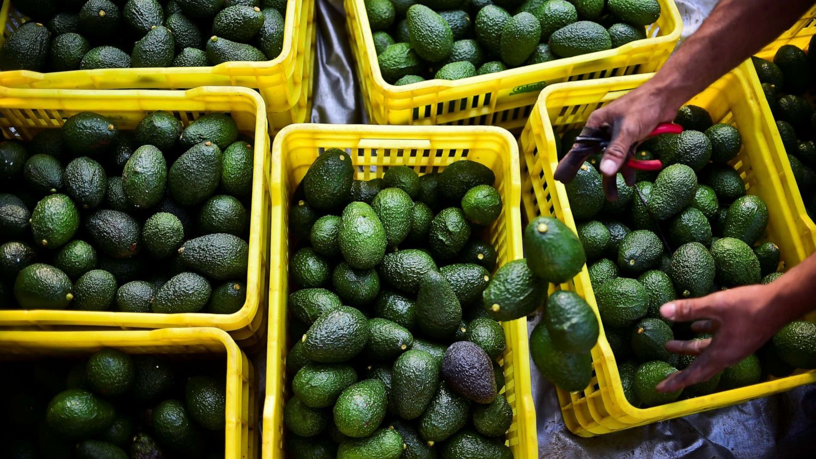 Trump tariffs on Mexico would likely mean Americans paying more for cars,  avocados - ABC News