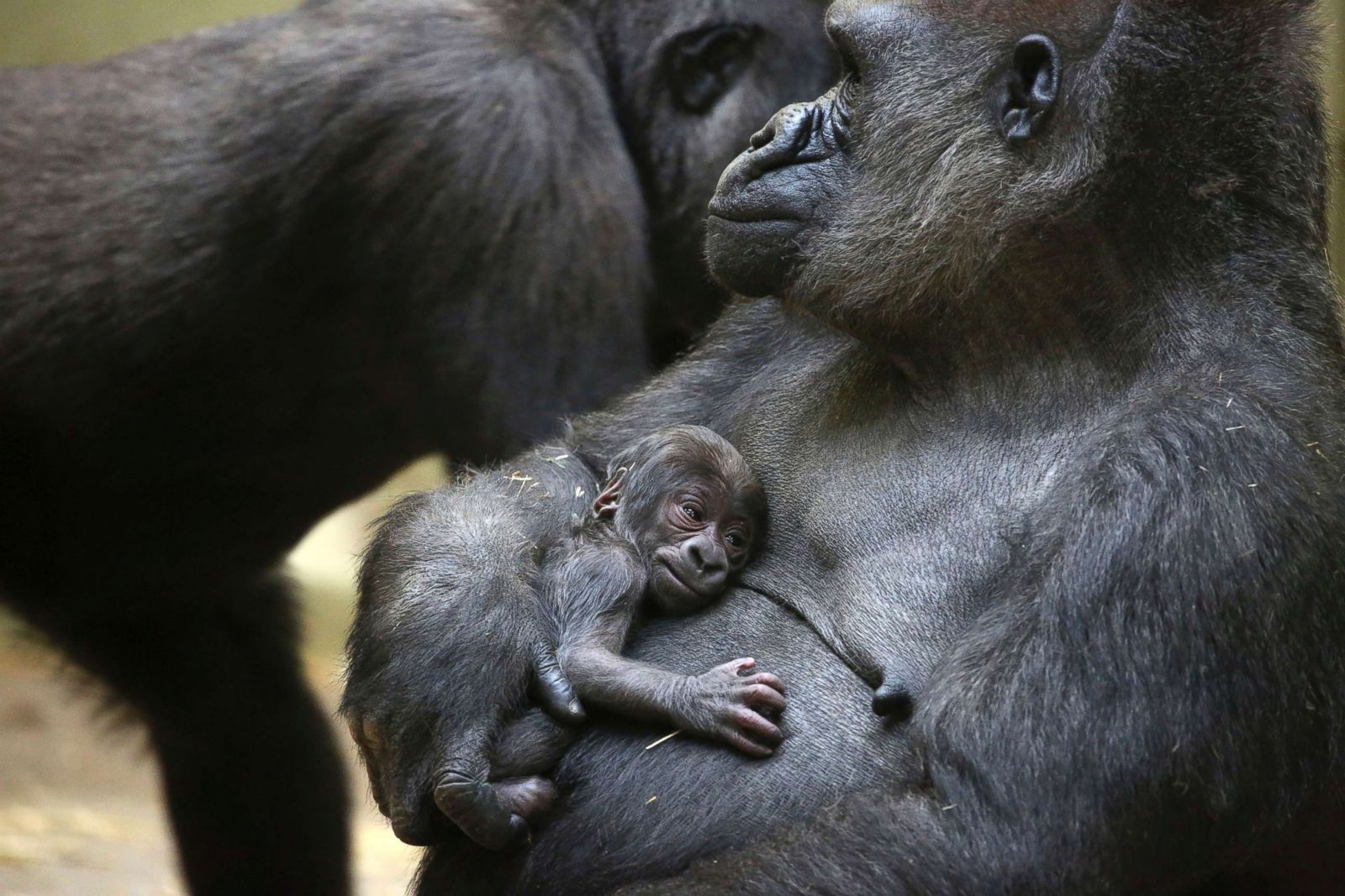 Baby gorilla hugs its new mother