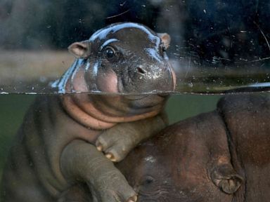 PHOTO: A baby pygmy hippo plays