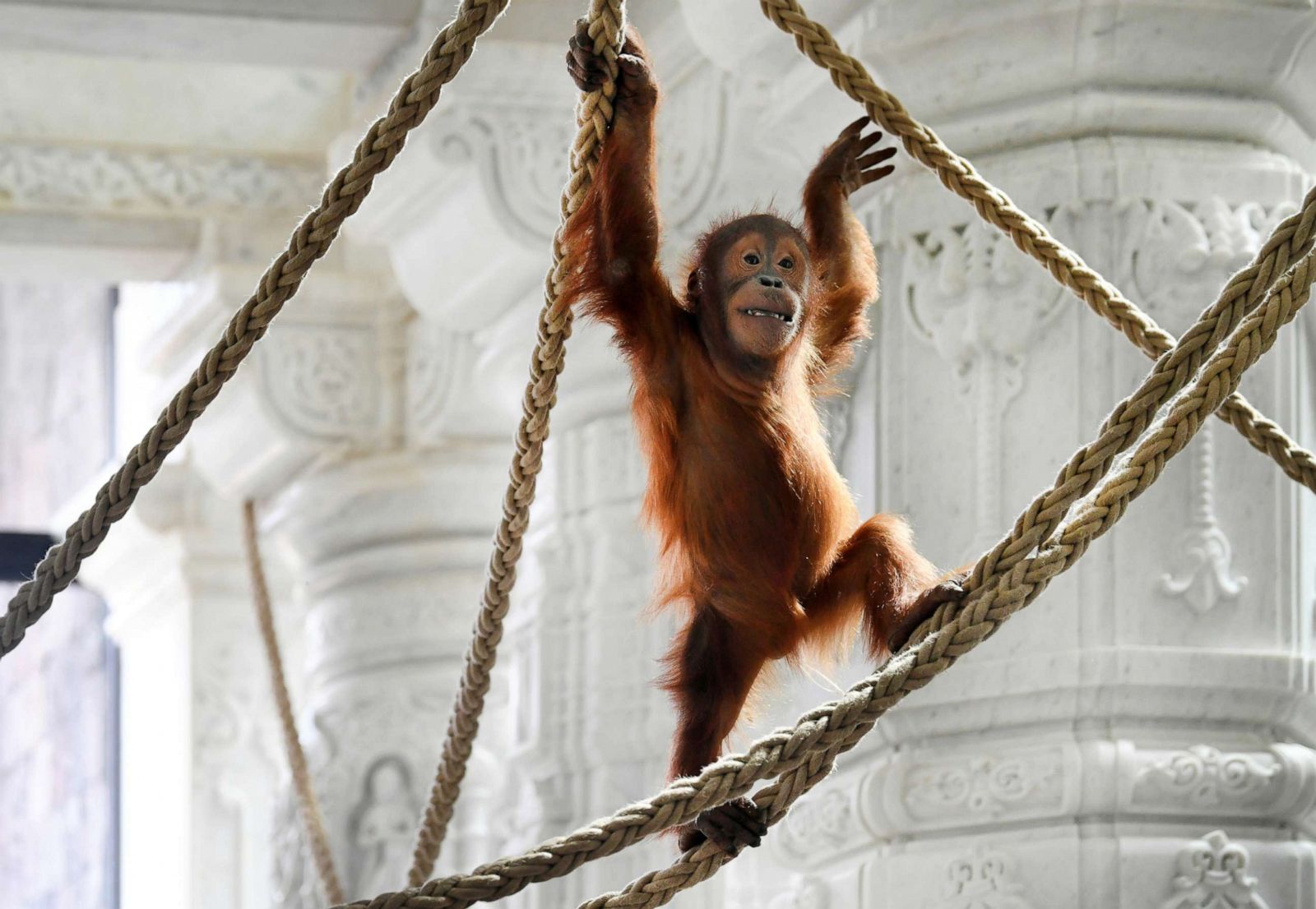 Newborn orangutan takes first steps with help from mom