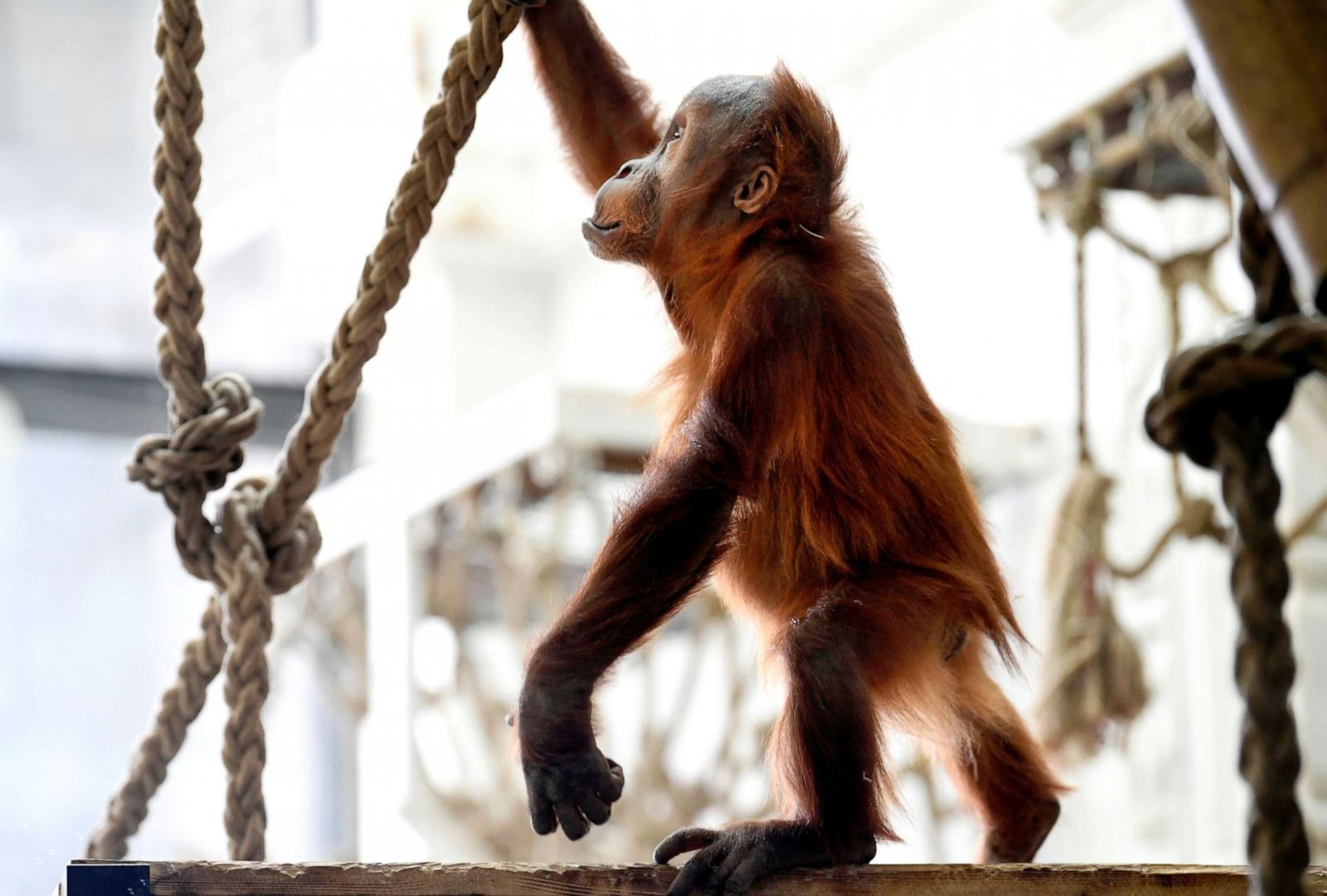 Newborn orangutan takes first steps with help from mom