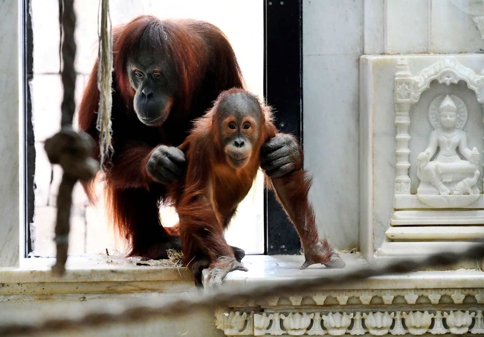 Newborn orangutan takes first steps with help from mom