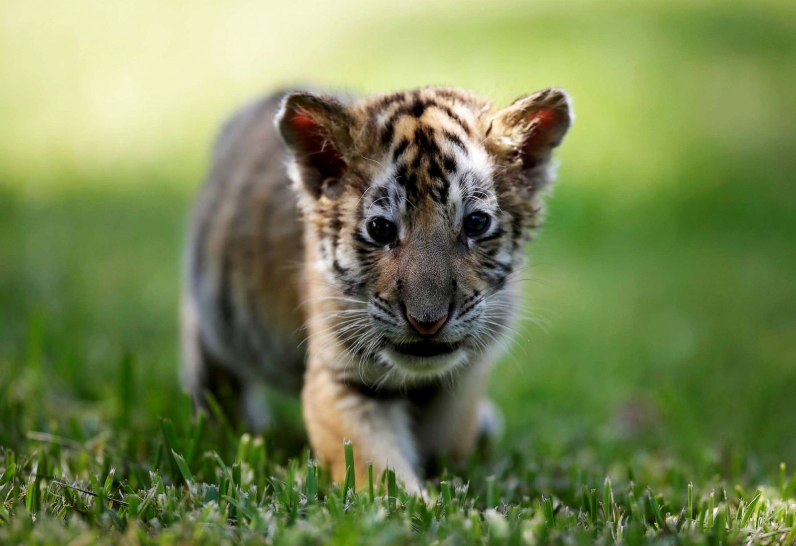 Cutest Baby Animals From Around The World ABC News Cutest Baby Animals From Around The World ABC News