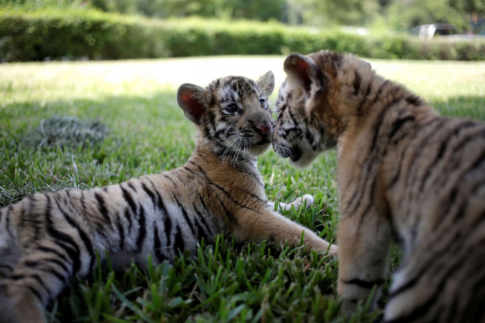 Twin tiger cubs make their debut in Mexico