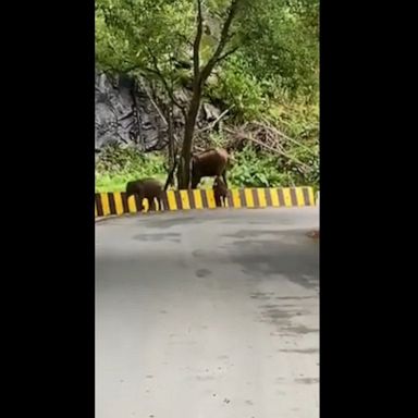 A group of friends who were cycling in Kerala, India, spotted an elephant helping a baby elephant cross over a roadside barrier.