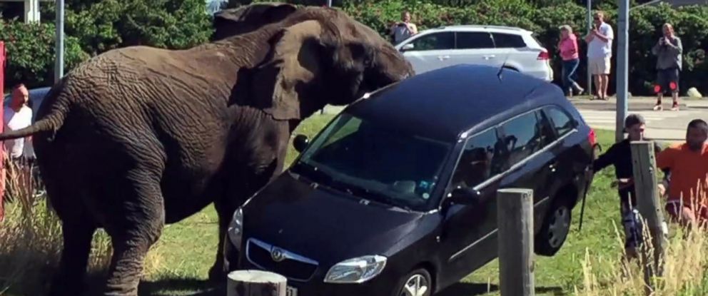 Watch Spooked Circus Elephant Attack Car After Apparent Whack by Employee -  ABC News