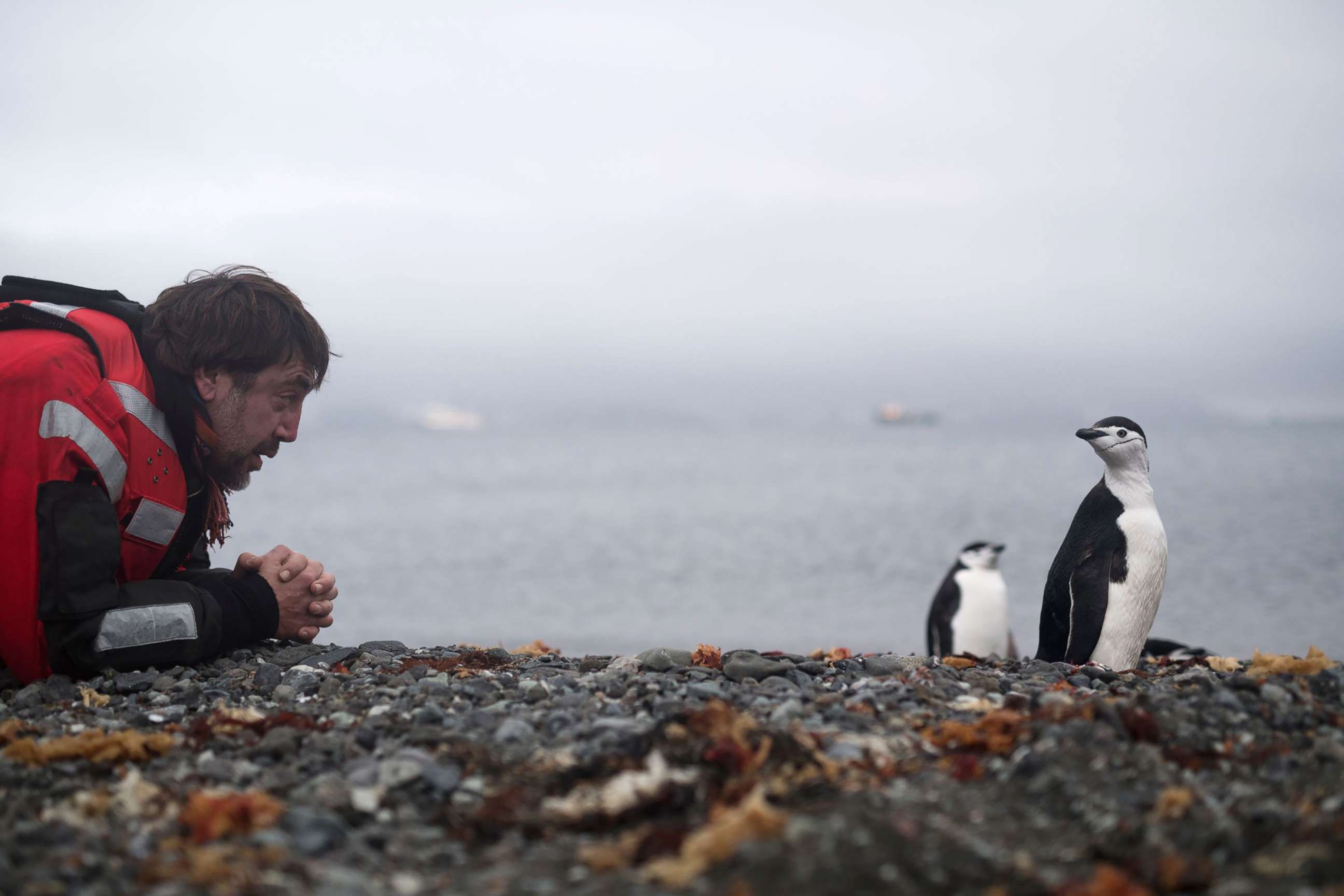 PHOTO: Javier Bardem looks at chinstrap penguins during a visit to King George Island in the Antarctic while on expedition with Greenpeace, Jan. 23, 2018.