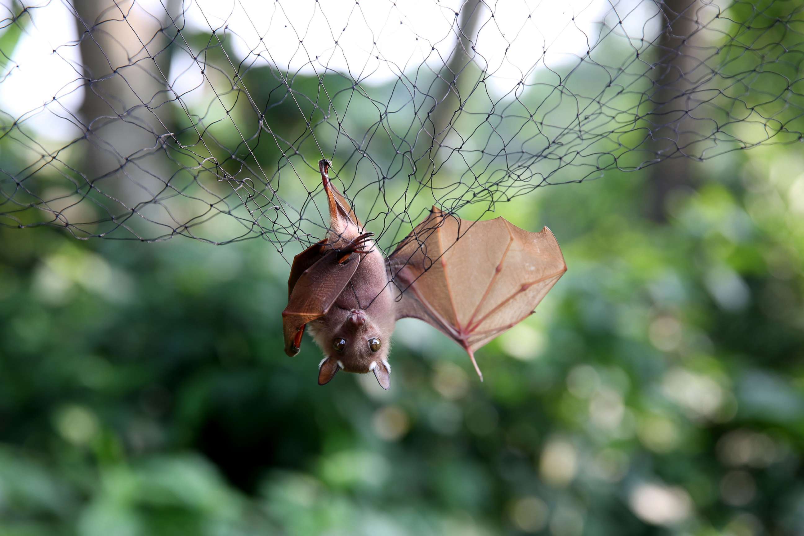 PHOTO: In this June 13, 2018, file photo, bats are trapped in nets to be examined for possible virus load at the Franceville International Centre of Medical Research in Franceville, Gabon.