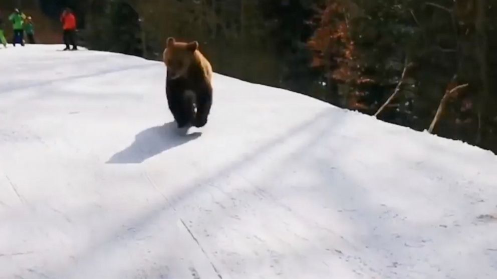 PHOTO: Ski instructor Adrian Stoica was chased by a bear at the Predeal Ski Resort in the Transylvanian mountains in Romania on Tuesday, March 9, 2021.
