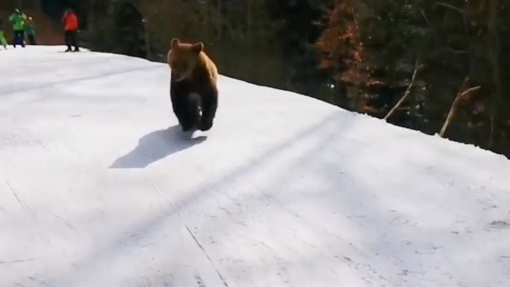 Bear films chase skier down slopes in Romania