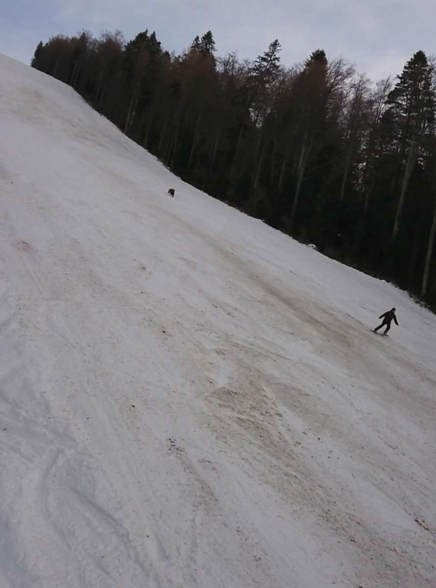 PHOTO: A bear was seen chasing a skier down the slope at the Predeal mountain resort in Romania on Jan. 23, 2021.